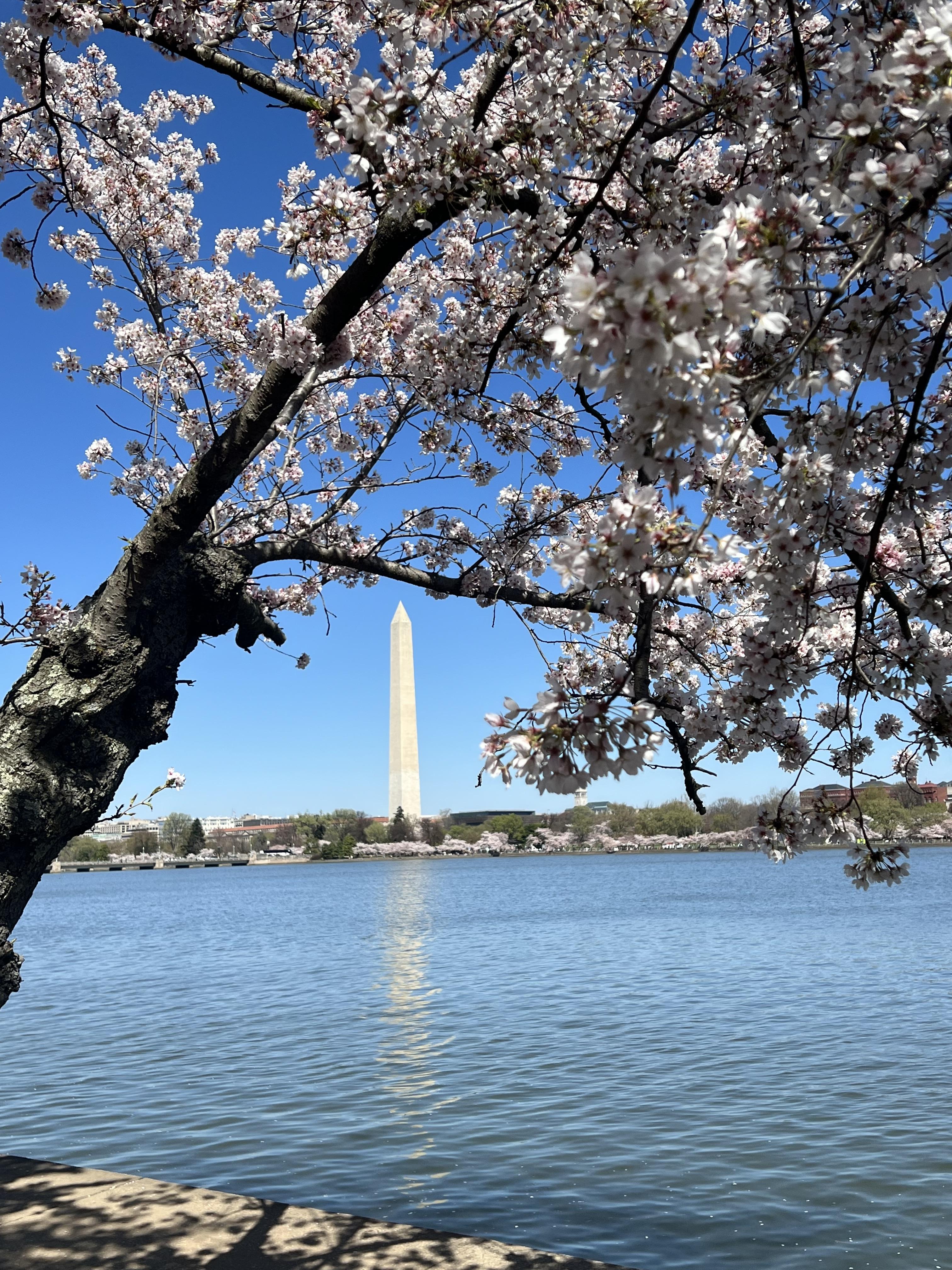 Wash Monument - Blossoms